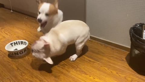 The Most Epic Dog Fights That Will Make You Laugh Out Loud | Epic Dog Fight Caught on Camera!