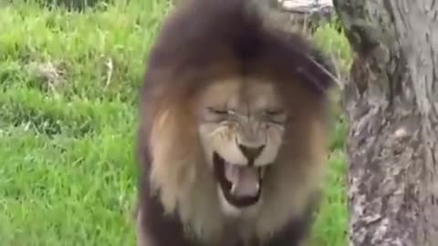 Trall-Dog funny &fake lion and fake tiger prank to dog