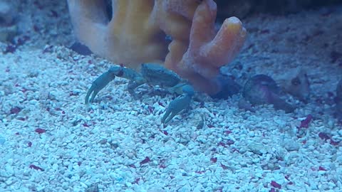 A cute little 🦀 eating in Florida