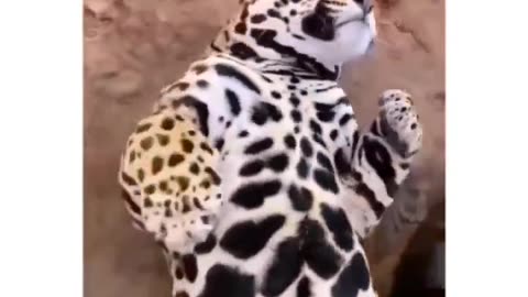 Cute and funny big cats!