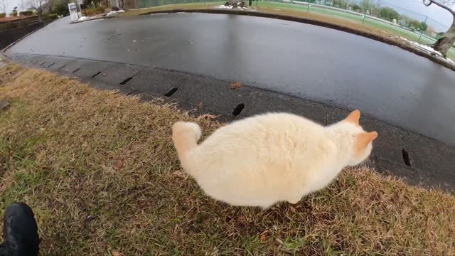 A cat appeals to humans for the cold with a cute voice