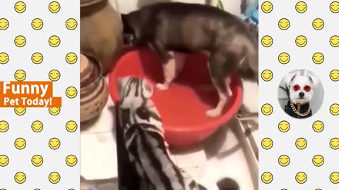 Cute and funny animals compilation #3