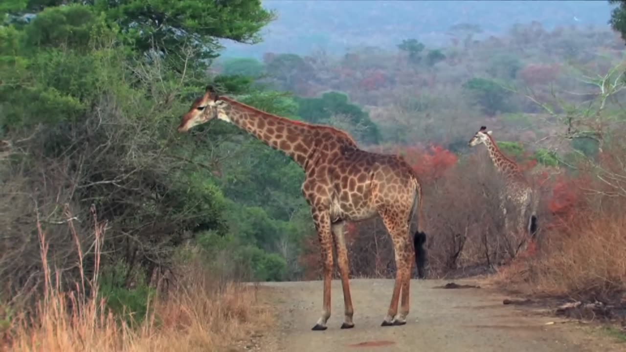 World of the Wild Episode 2 Africa's Savannah Free Documentary Nature