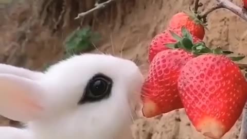 Awesome Rabbit video|funny video pets |