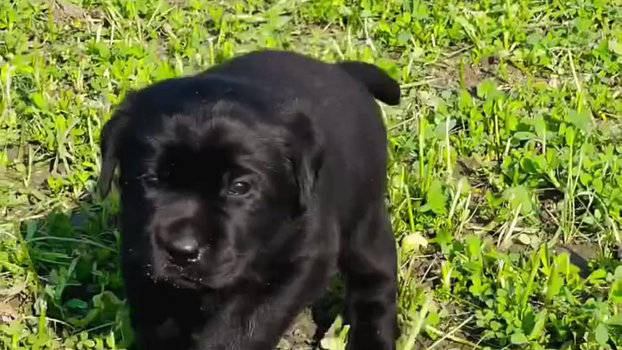 "Adorable Puppies Take a Stroll in the Garden - Heartwarming Puppy Adventure!"