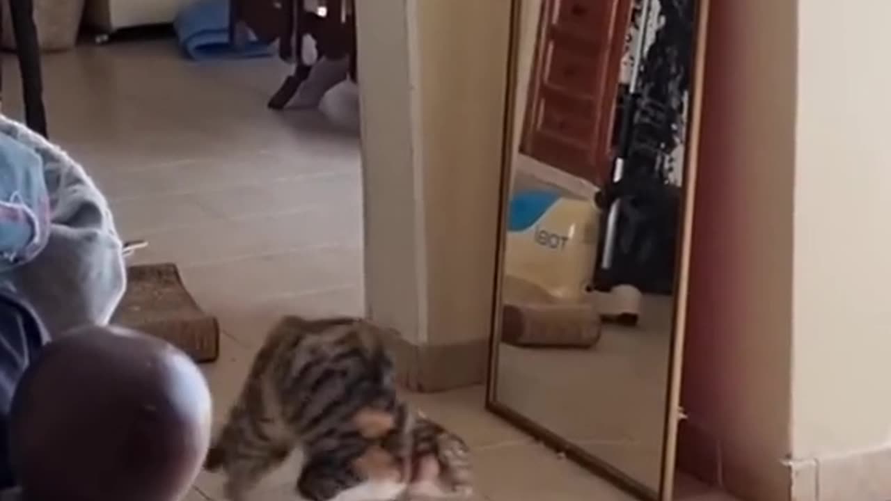 Funny Cat part-1