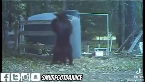 Bear Racks Himself…OUCH!