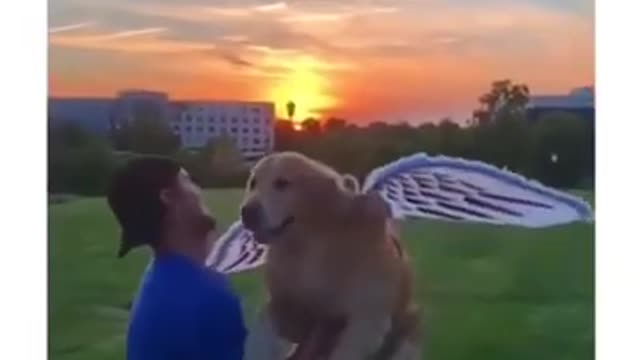 Cute animals, Funny animal jokes