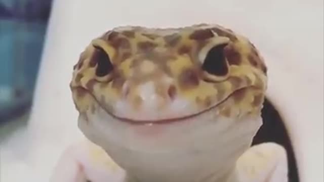 Funny lizard 🦎