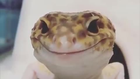 Funny lizard 🦎