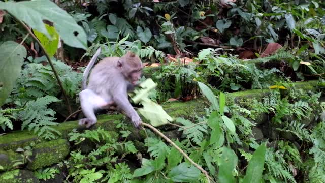 Very funny and cute Monkey