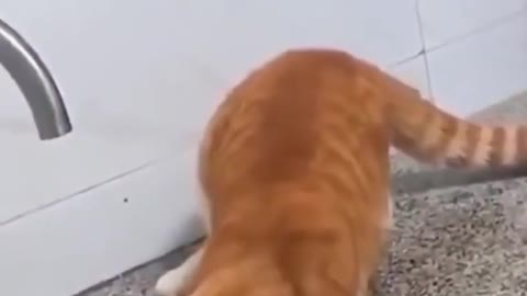 Top Cute and funny cat videos #1 Try not to Laugh