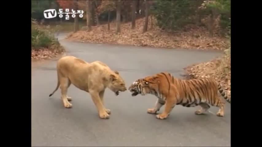 Tiger VS Lion