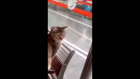 cat of the year