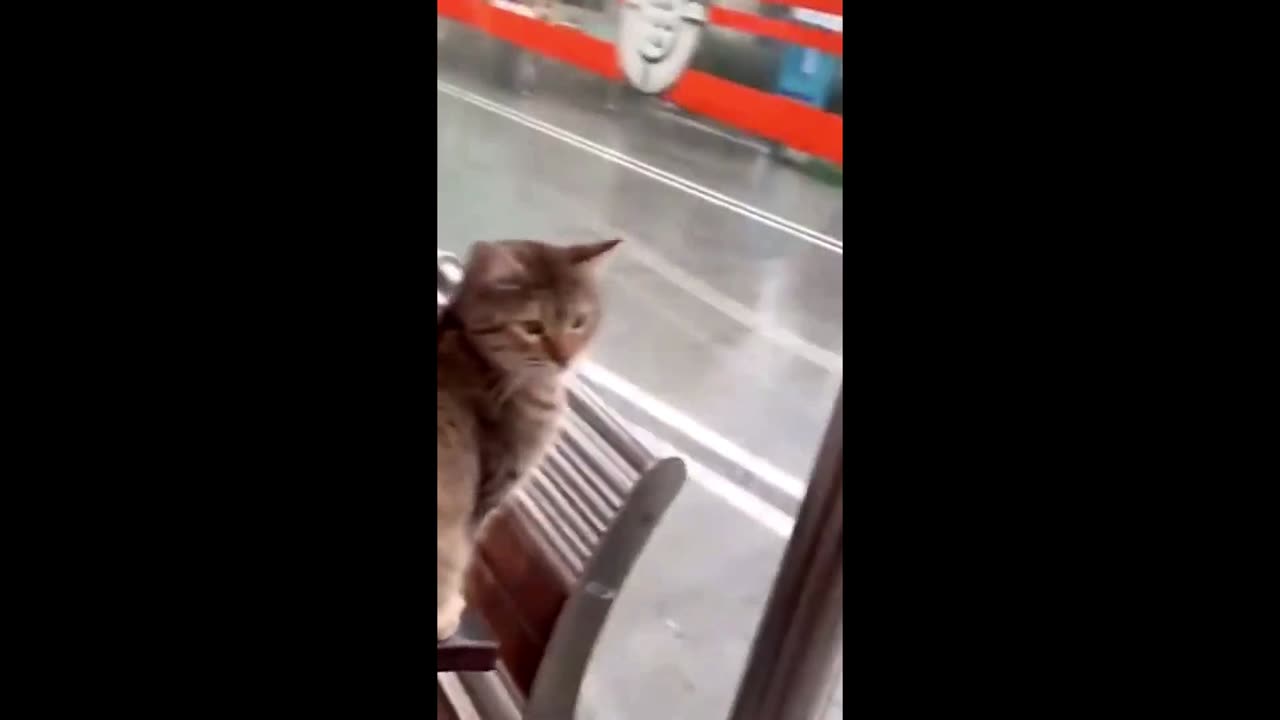 cat of the year