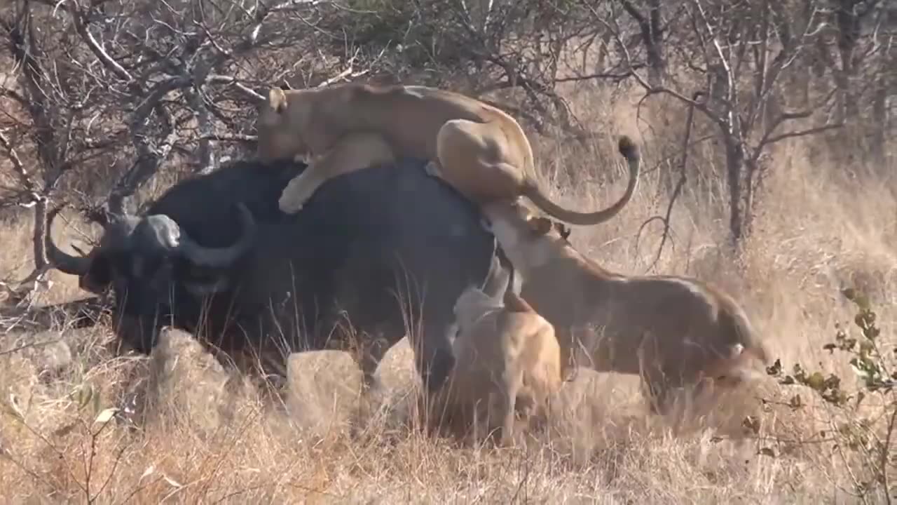 Lion Attack Buffalo In The Wild😯😯