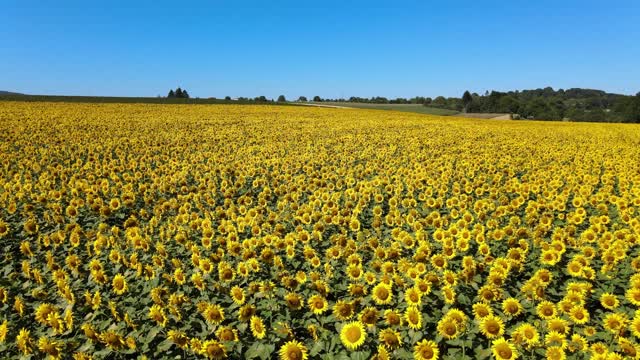 sunflowers bees field bloom summer nature