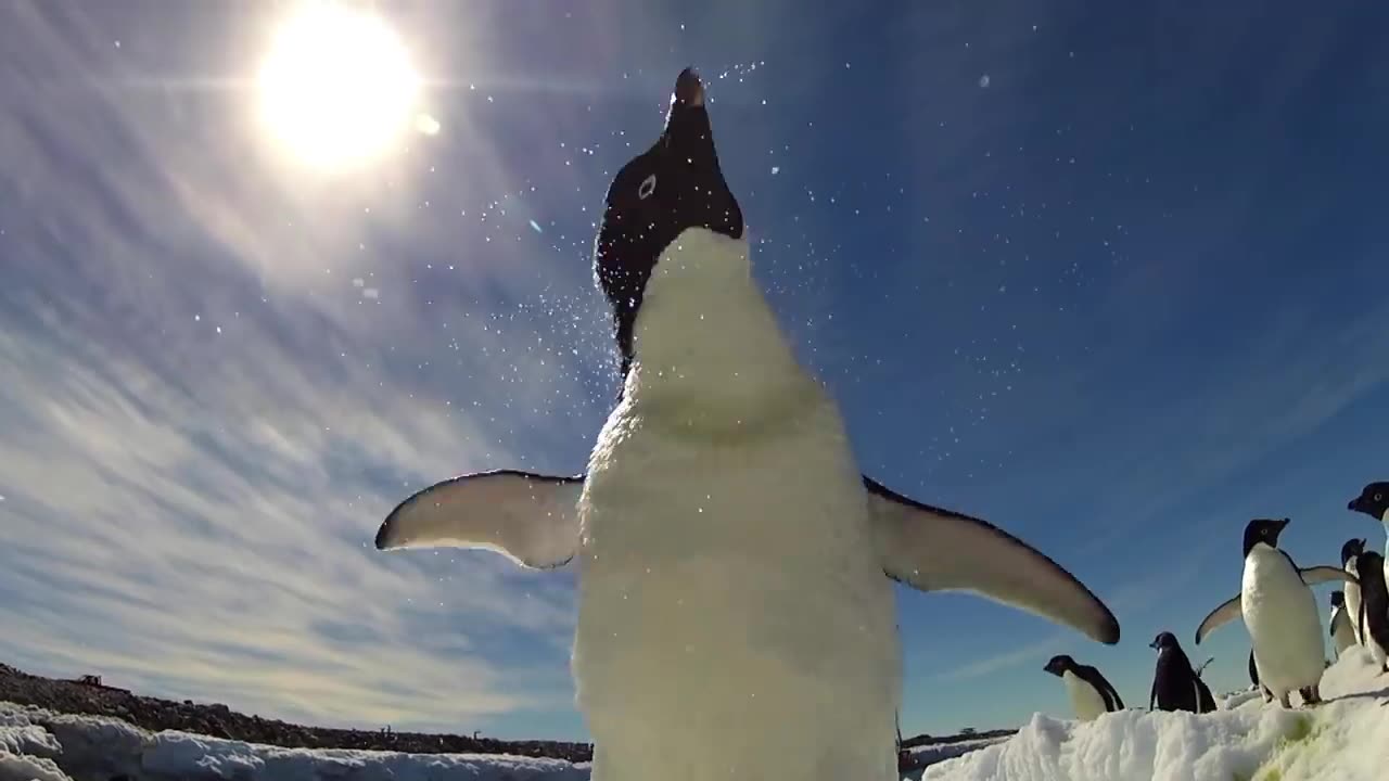 Adelie Penguin Slaps Giant Emperor Chickl