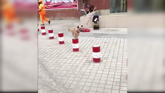 Baby Dogs: 17 of the Cutest and Funniest Dog Videos | Aww Animals