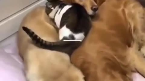 golden retriever AND cat best friends