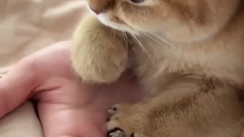 ps🐶_ Best #funny Cats #shorts Video🤣_ #trending #animals #reels