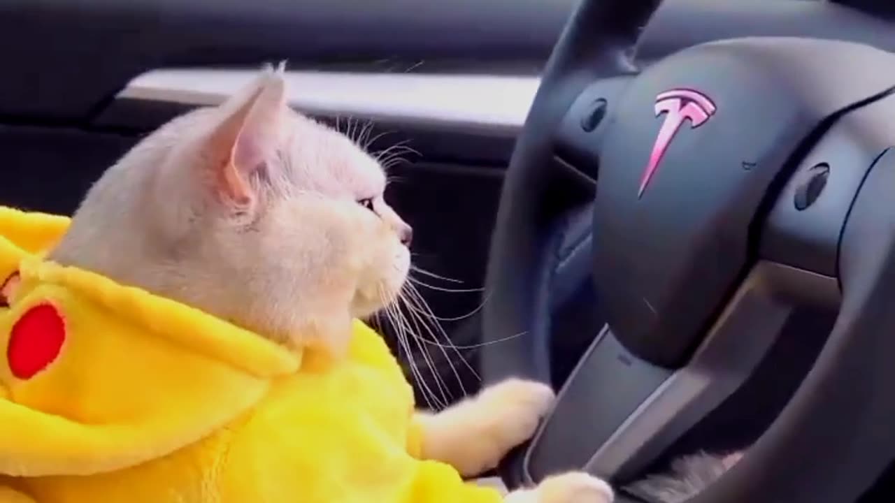 Wow cat drive car🥰😍