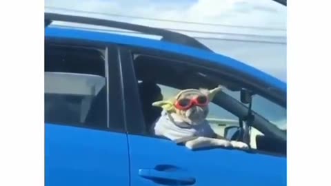 Dog 🐶Drive🚗 car
