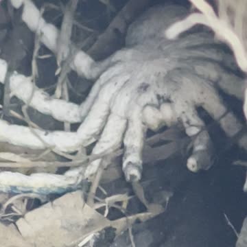 A stranger spider in in a hole.