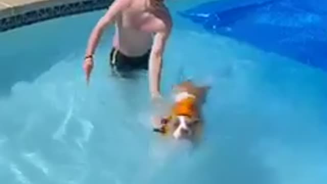 Dog’s first swim does not go as planned!