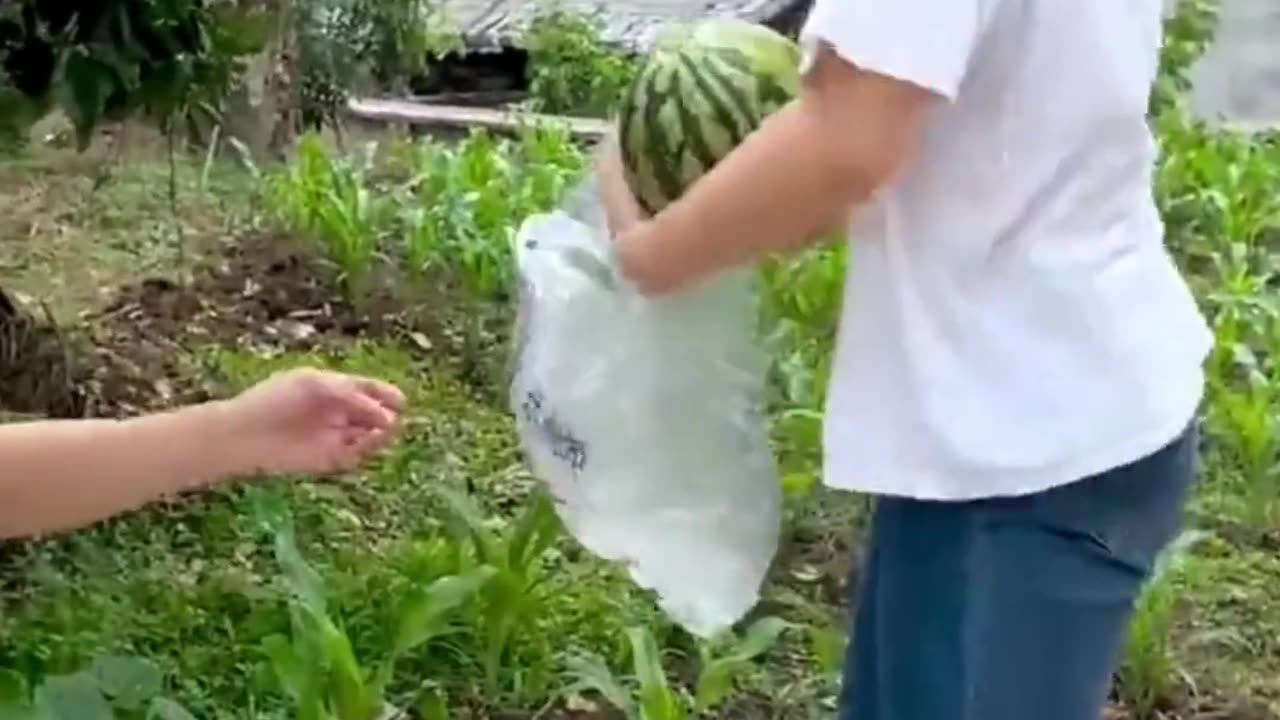 A story of watermelon I funny video 3 shorts funnyvideo funny comedy