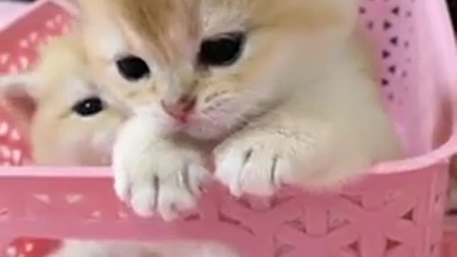 Kittens pets Cute Cute #Animals #Shorts 2