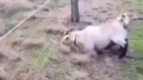 Funny animals 🤣🤣🤣🤣🤣🤣