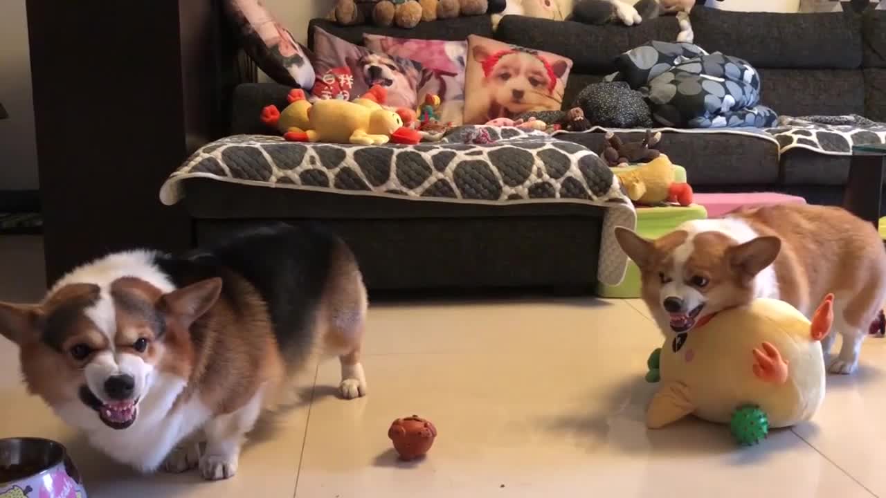 Two corgis got into a fight over a stuffed animal