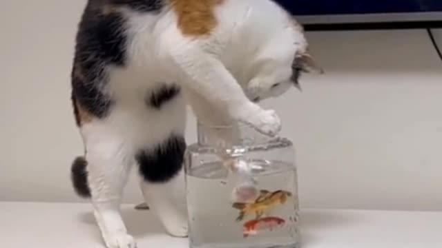 Catch a fish out to play, and then put back, really fun!