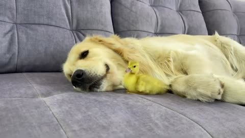 Golden Retriever #Caring #Sweet Funny Animal Video #JustforFun #Funny <3 #Cats&Dogs #Cat Video 32