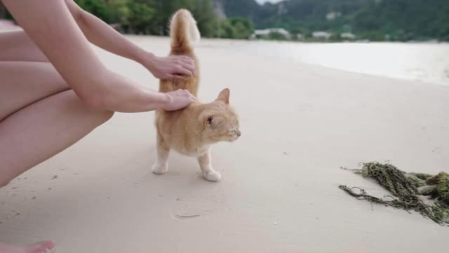 Young woman having fun playing with cute little yellow cat