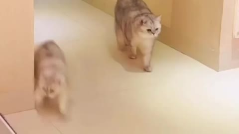 Funny cats || cat revenge