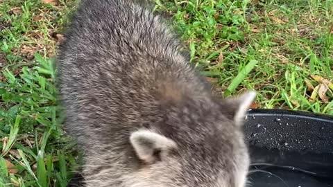 Cute Little Raccoon Plays With Water