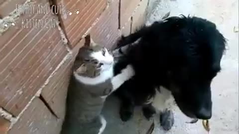A dog with a cat is fun