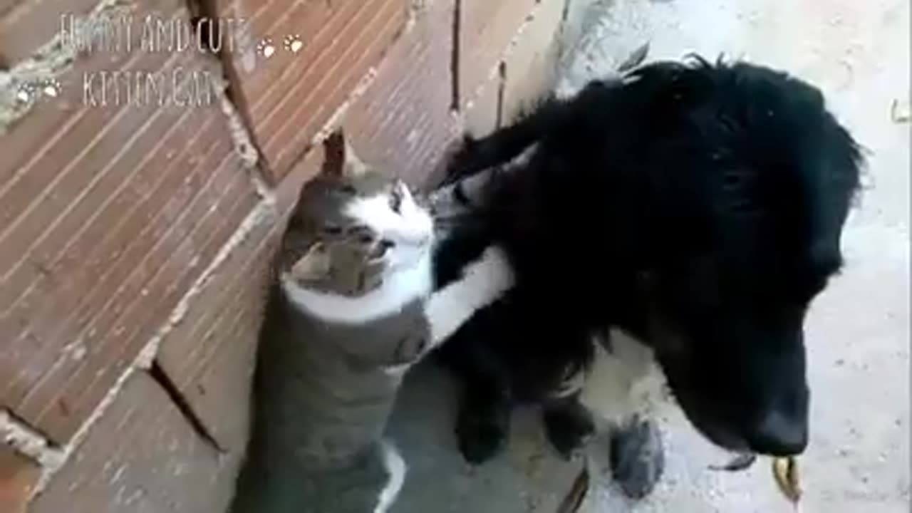 A dog with a cat is fun