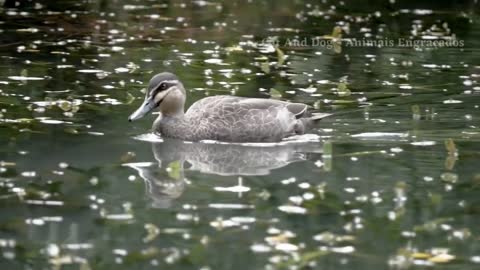 COMPILED OF WILD ANIMALS VIDEOS LOOSE IN NATURE / WILD ANIMALS