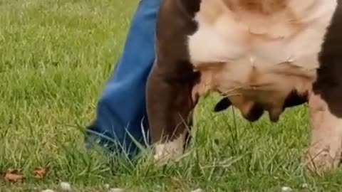 Красавец ❤️