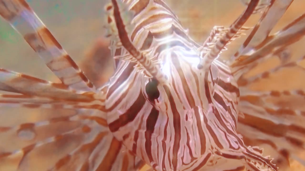 Graceful lionfish, beautiful but poisonous