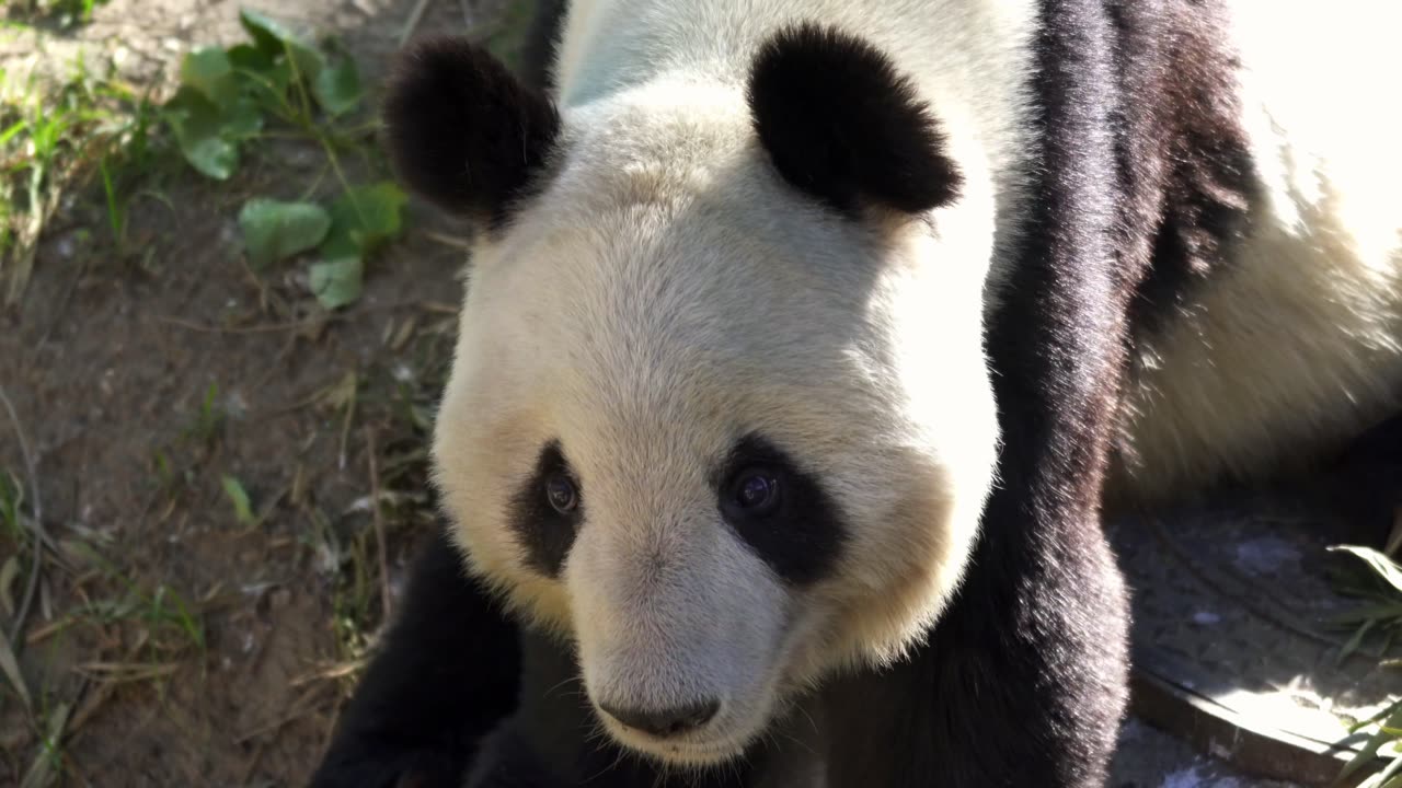 Cute cute panda