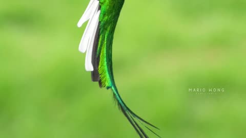 Resplendent Quetzal❤ Such Such a Beautiful Bird😍❤