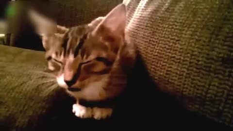 The Cats funny meong meong