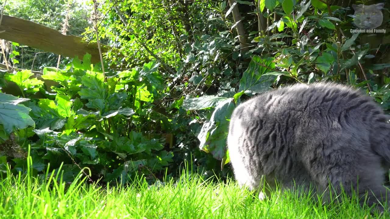 British Shorthair Cat's Garden Adventure