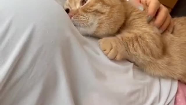 cute cat shorts❤#cat #shorts #cutecat