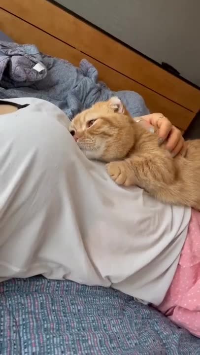 cute cat shorts❤#cat #shorts #cutecat