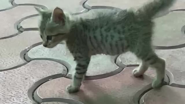 Funny Kitten Playing With Paperball